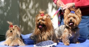 Toy Yorkies ready for show